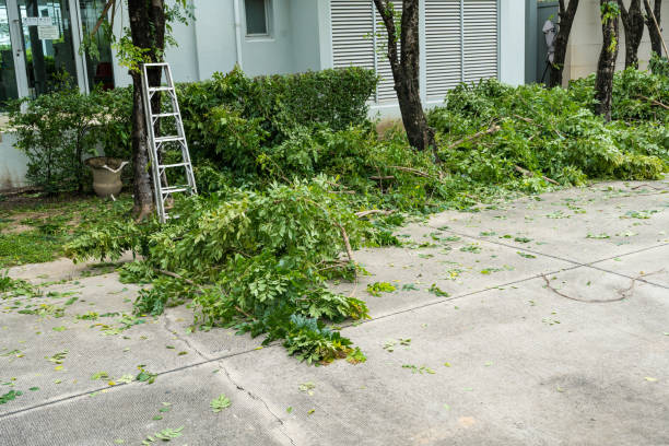 Best Storm Damage Tree Cleanup  in Forest Hills, TN