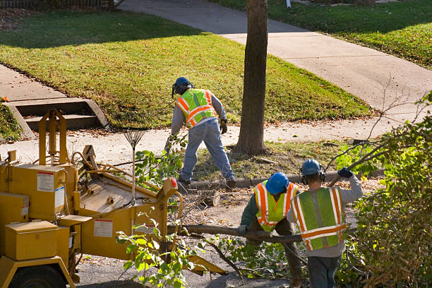 Best Tree and Shrub Care  in Forest Hills, TN