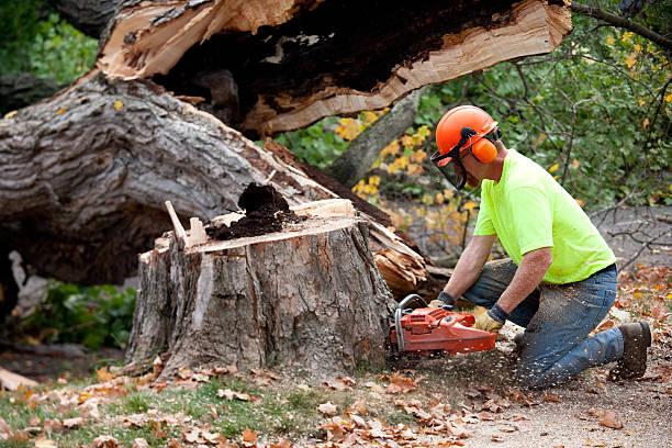 How Our Tree Care Process Works  in  Forest Hills, TN