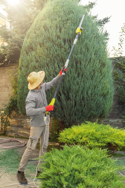 Best Lawn Maintenance Plans  in Forest Hills, TN